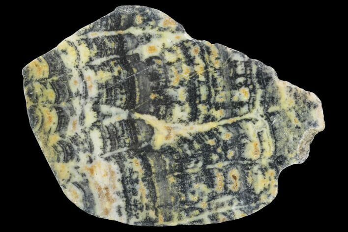 Proterozoic Age Columnar Stromatolite (Asperia) Slab - Australia #96286